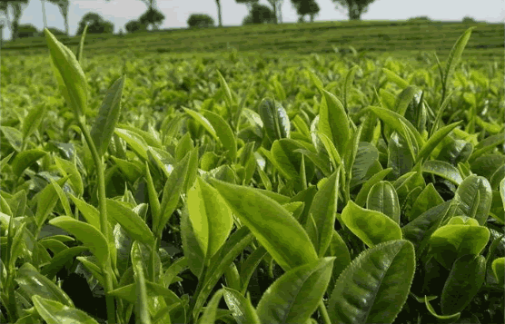 有機產(chǎn)品“再認證”文件資料清單（植物生產(chǎn)和加工）