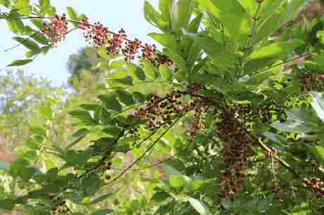 有機(jī)野生植物采集和加工的認(rèn)證文件資料清單