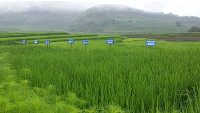 有機(jī)食品生產(chǎn)基地.png